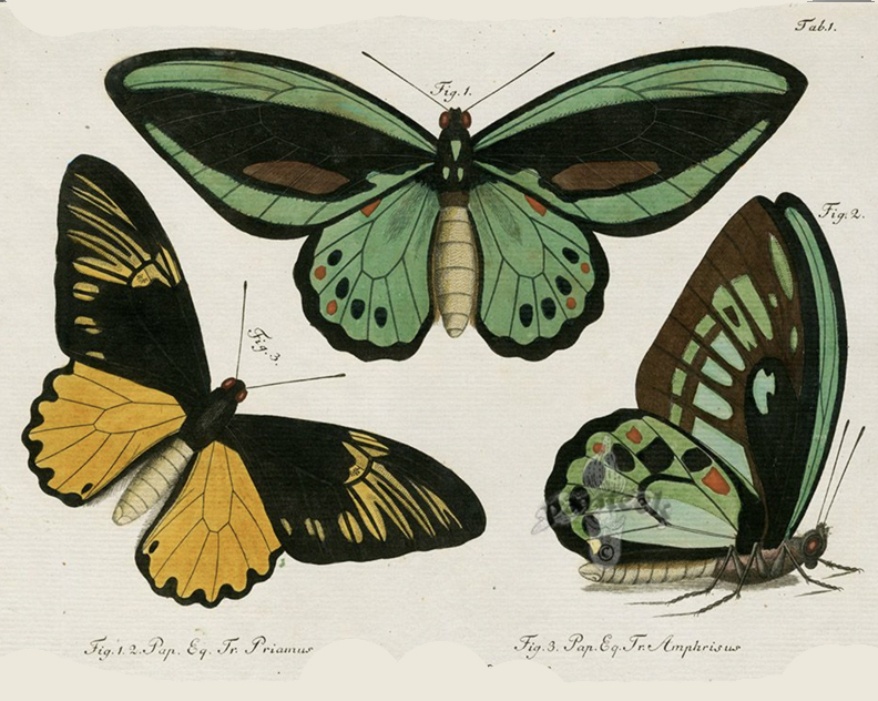 3 images of butterflies, in black, brown, green and yellow.