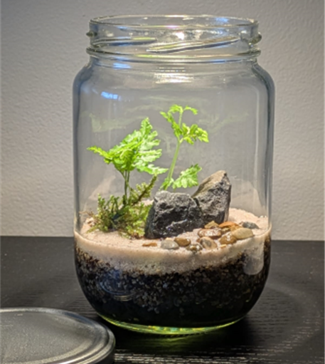 Glass jar with small plant, rocks and soil.