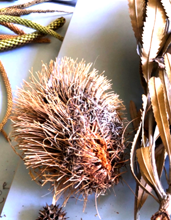 Dried bottle brush