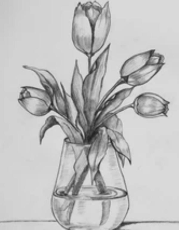 Pencil sketch of tulips in a vase