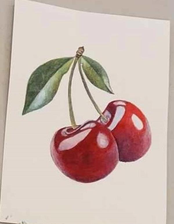 Watercolour cherry drawing