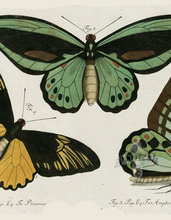 3 images of butterflies, in black, brown, green and yellow.