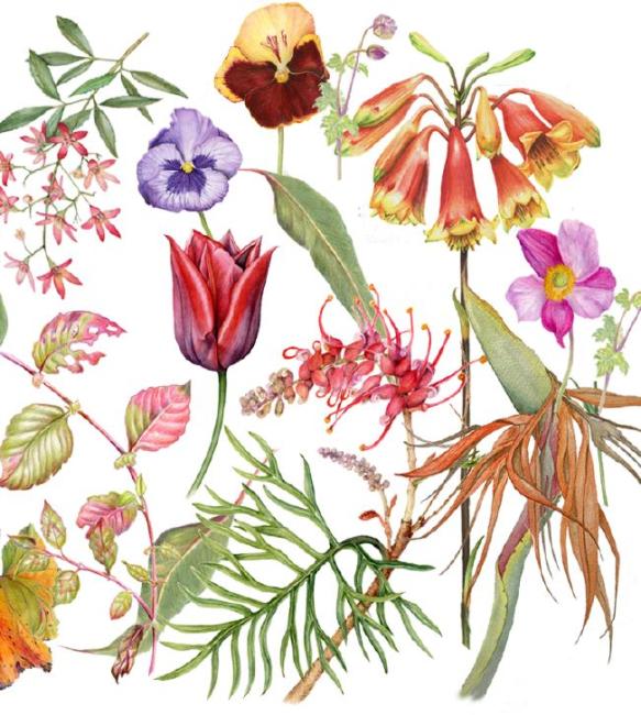 Illustration of a selection of flowers and plants